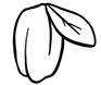 Jojoba Oil